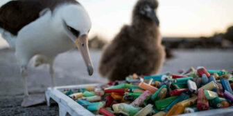 Sea bird amidst plastic pollution