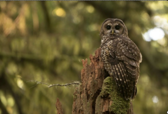 Endangered owl facing viewer perched on dead tree trunk with lush green background.
