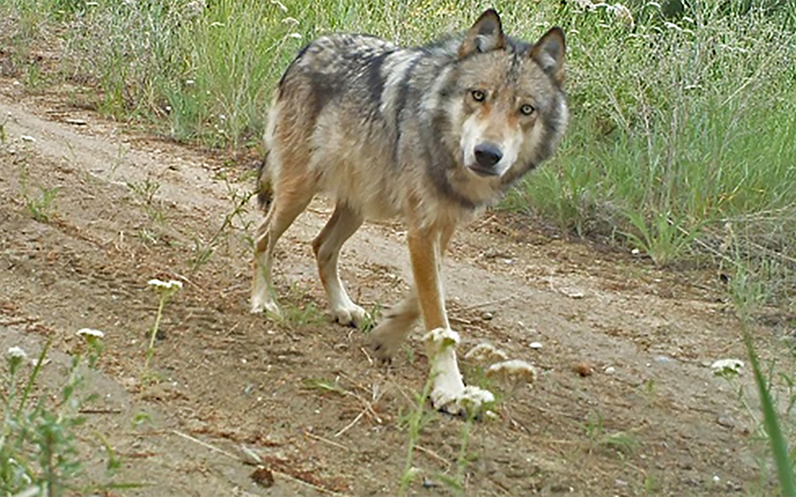 Conservation Groups Petition for Rulemaking to Limit State Killing of Wolves
