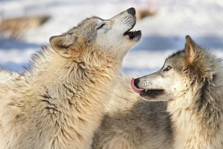 Two gray wolves in snowy surroundings; one wolf has its mouth open howling or calling, while the other faces it with its tongue out, licking its lips. Both have thick, fluffy fur.
