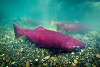 Chinook salmon credit Ryan Hagerty USFWS