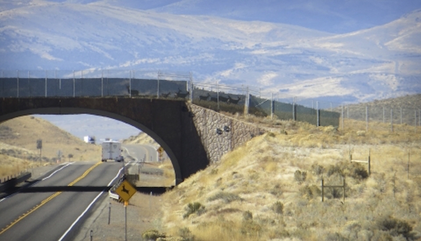 Federal Wildlife Crossings Pilot Program is a Smart Investment to Protect Biodiversity