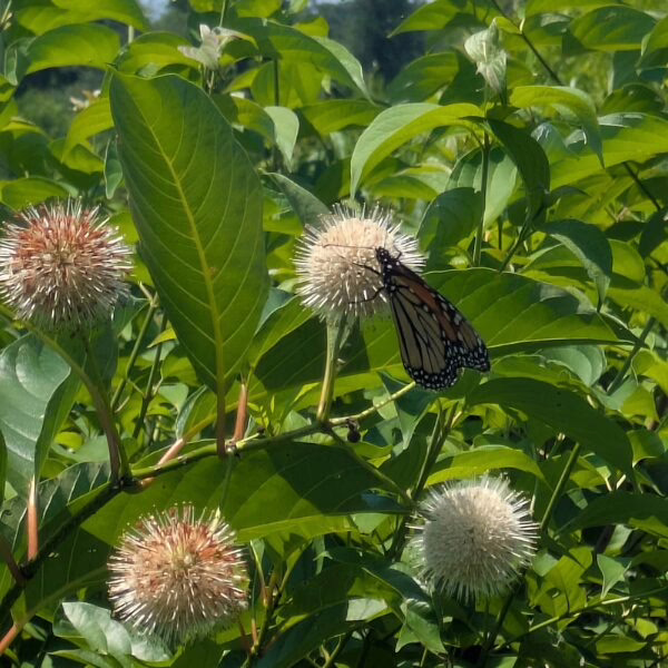 From Farmland to Pollinator Haven: How Horn Farm Center and the Endangered Species Coalition Are Growing Hope for Bees and Butterflies