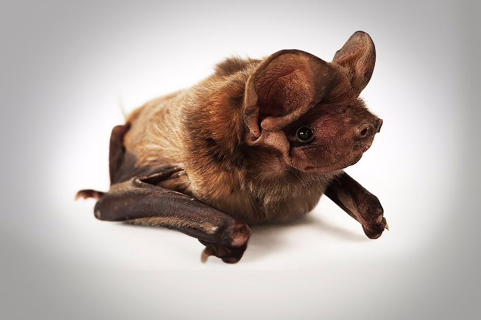 Bats are Irreplaceable. Once They’re Gone, They’re Gone for Good