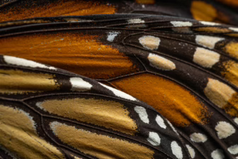 Close-up detail of a monarch butterfly wing showing layered orange and black scales with white spots along the dark veins.
