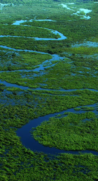 Aerial view of a vibrant green wetland with winding dark blue rivers and channels cutting through dense marsh vegetation.