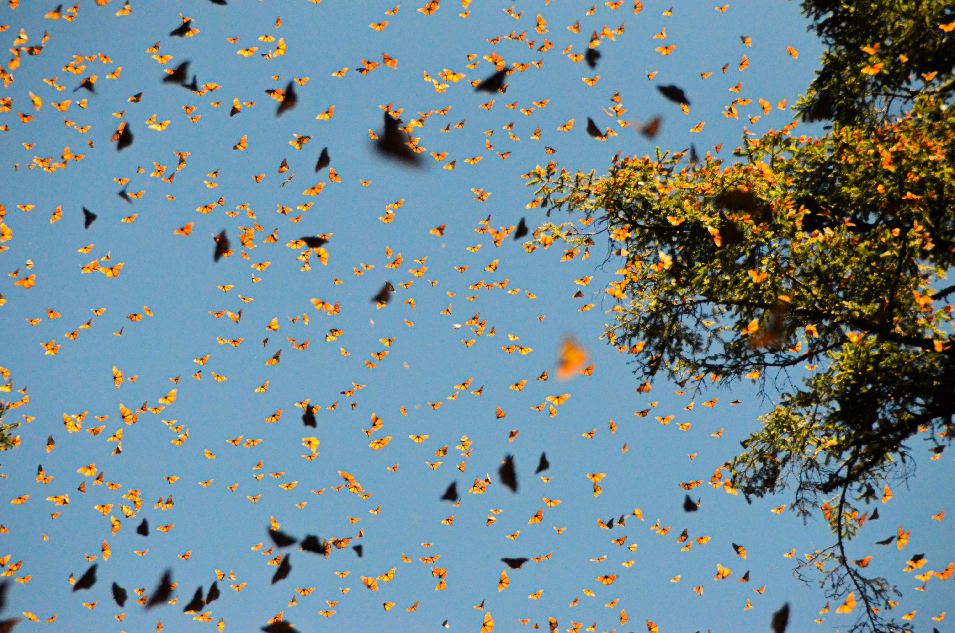 Bipartisan Bill Introduced on Earth Day to Protect Wildlife Corridors Nationwide
