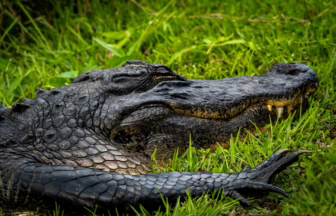 American alligator laying in the sun in a grass meadow