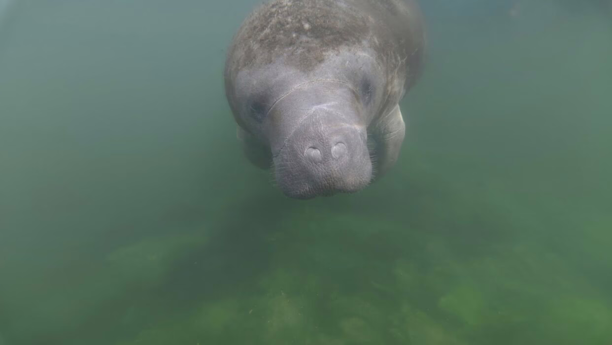 Endangered Species Coalition & Save the Manatee Club Celebrates Manatee Day