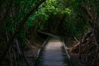 A narrow wooden boardwalk curves through dense, shadowy forest, surrounded by tangled roots and thick green foliage overhead.