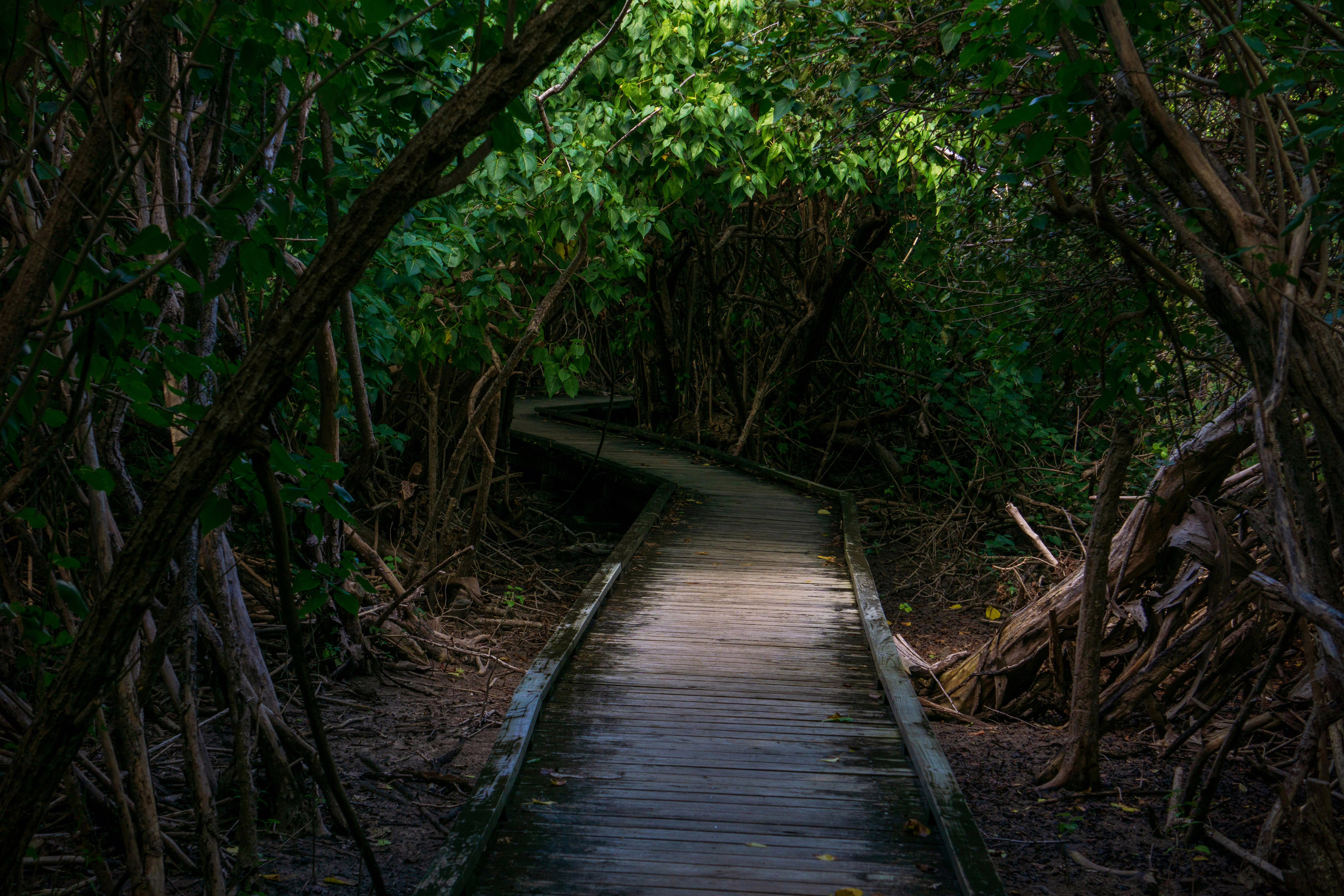 A narrow wooden boardwalk curves through dense, shadowy forest, surrounded by tangled roots and thick green foliage overhead.