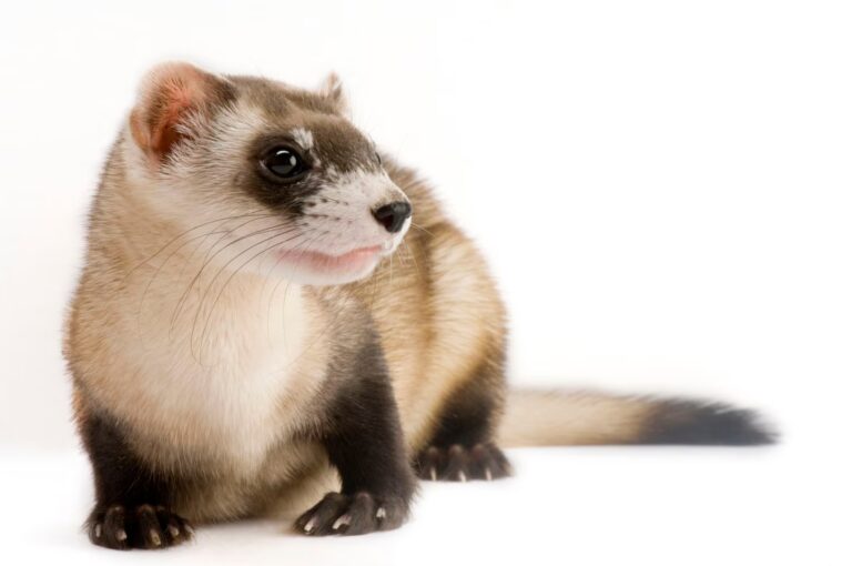 A black-footed ferret photographed at Cheyenne Mountain Zoo in Colorado Springs, Colorado Photograph by Joel Sartore