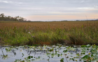 Lily Pads and Grass on a Marsh