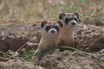 two-endangered-black-footed-ferrets-look-out-their-burrow