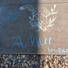 Chalk drawing of a spotted Amur leopard on a sidewalk, with green leaves beside it and “Paisley Fox” written in blue chalk nearby.