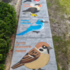 Large sidewalk chalk series showing four labeled Florida birds: snail kite, crested caracara, Florida scrub jay, and Florida grasshopper sparrow.