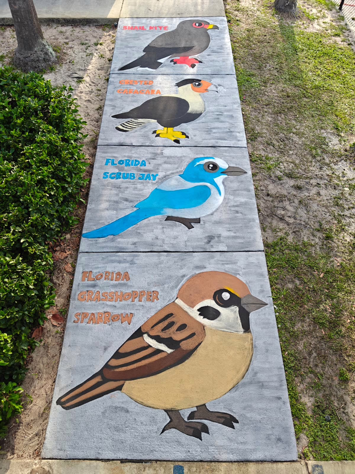 Large sidewalk chalk series showing four labeled Florida birds: snail kite, crested caracara, Florida scrub jay, and Florida grasshopper sparrow.