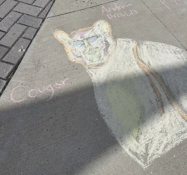 Chalk drawing of a cougar with blue eyes on a sidewalk, with “Cougar” written nearby.