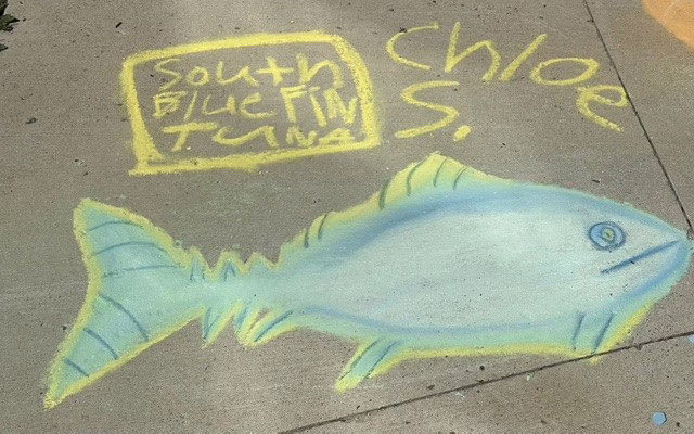Chalk drawing of a blue and yellow southern bluefin tuna on a sidewalk, with the species name written above.