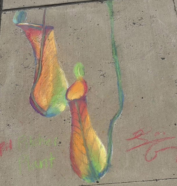 Chalk drawing of two colorful pitcher plants in orange, yellow, green, and red on a sidewalk.