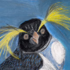 Detailed chalk drawing of a southern rockhopper penguin’s face with bright yellow crest feathers, orange eyes, and a blue background.
