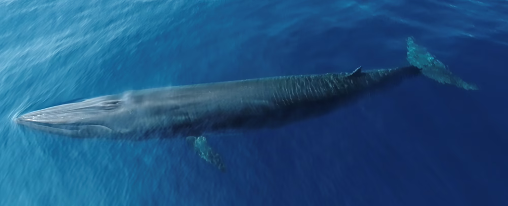 How Many Whales Does It Take To Save A Species? The Story Of The Rice’s Whale