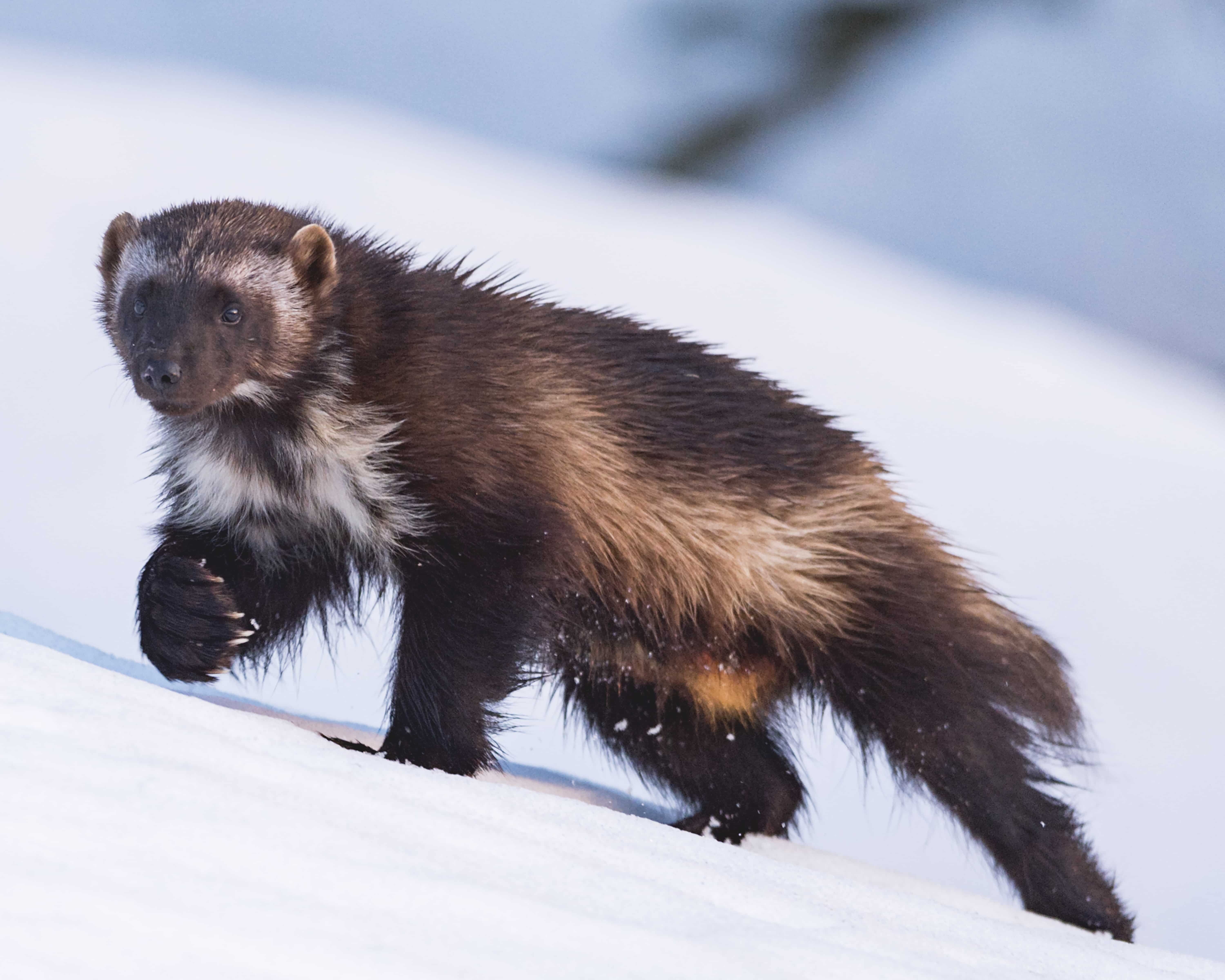 Steven Gnam Wolvrine in snow