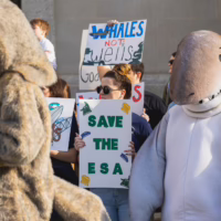 Alt text: A group of wildlife and climate activists stand on building steps holding colorful protest signs that read "save the ESA"