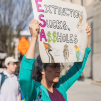 Alt text: A wildlife and climate activist stands on building steps holding a colorful protest sign that reads "extinction sucks, assholes"