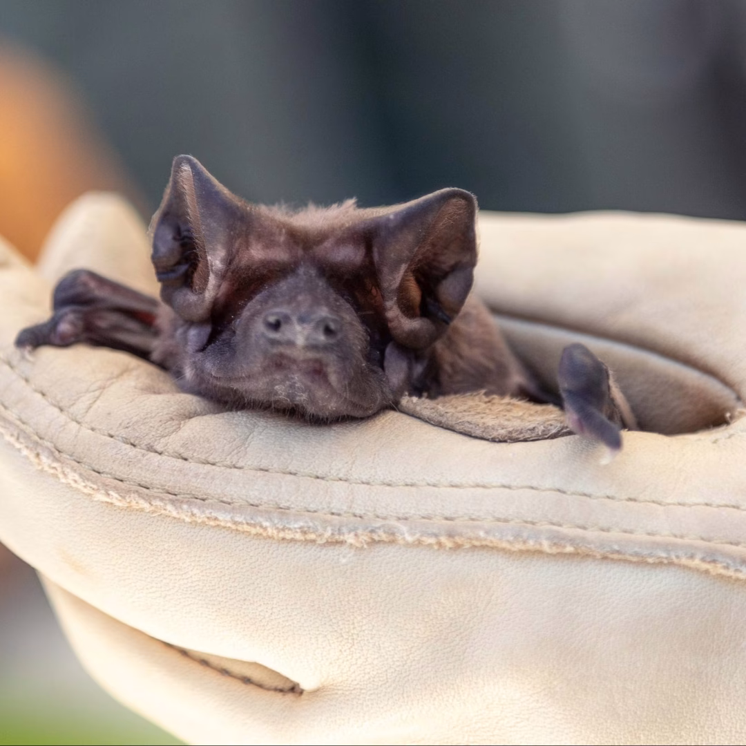 116421-Melquisedec-Gamba-Rios-Florida-bonneted-bat-56-scaled-e1678302076562 (1) 116421-Melquisedec-Gamba-Rios-Florida-bonneted-bat-56-scaled-e1678302076562 (1)