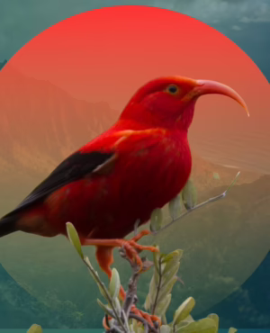 Best (Facebook Video) (1)