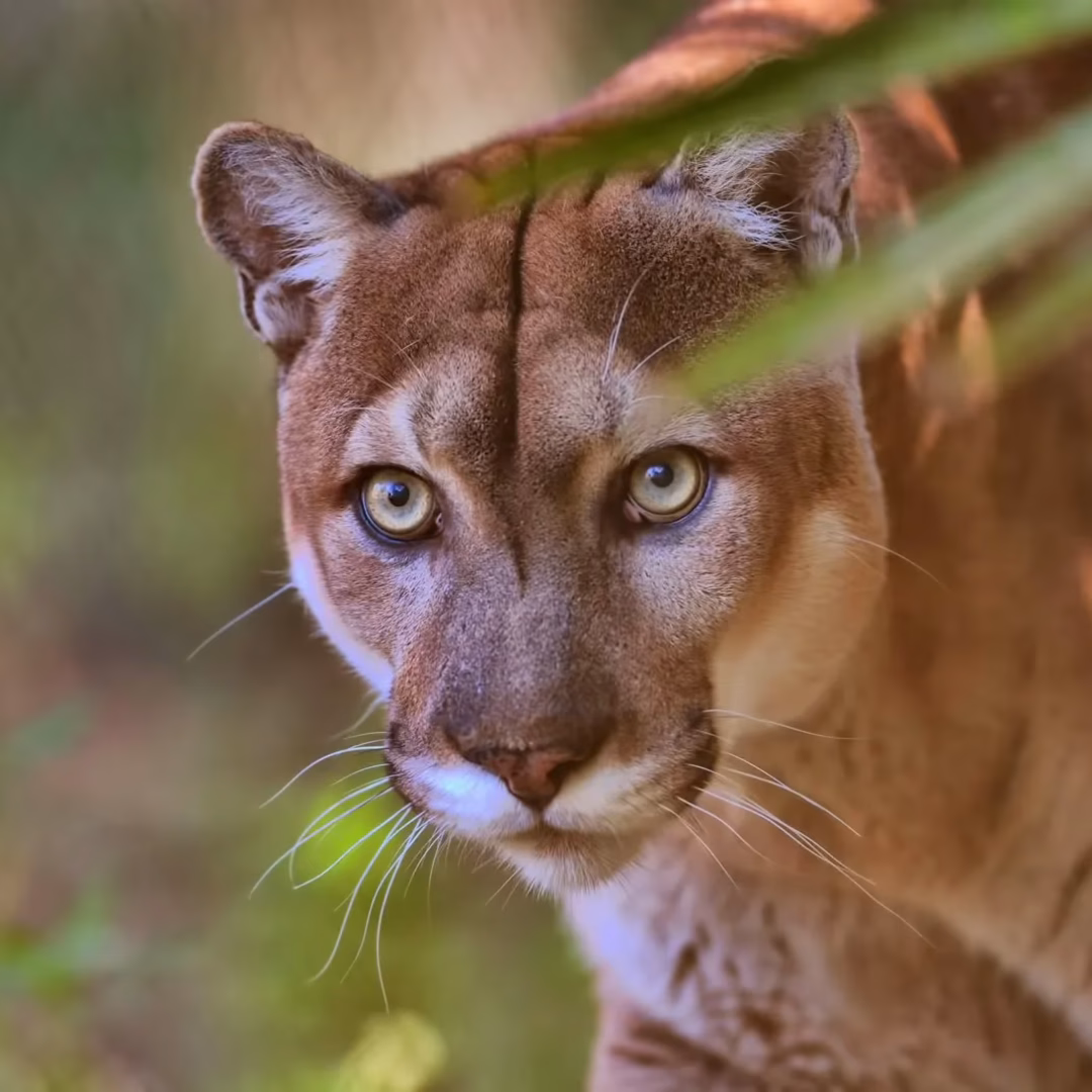A close-up of a puma with piercing blue eyes, gazing directly at the camera. Green leaves partially obscure its face, and the background is softly blurred with natural foliage. A close-up of a Florida Panther with piercing eyes, gazing directly at the camera. Green leaves partially obscure its face, and the background is softly blurred with natural foliage.