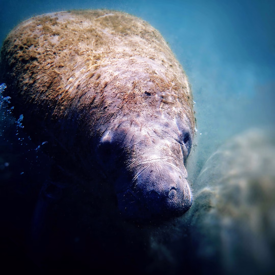 A close-up underwater view of a manatee swimming, with its textured, wrinkled face and body clearly visible. The water is blue and slightly murky, creating a serene atmosphere. A close-up underwater view of a manatee swimming, with its textured, wrinkled face and body clearly visible. The water is blue and slightly murky, creating a serene atmosphere.