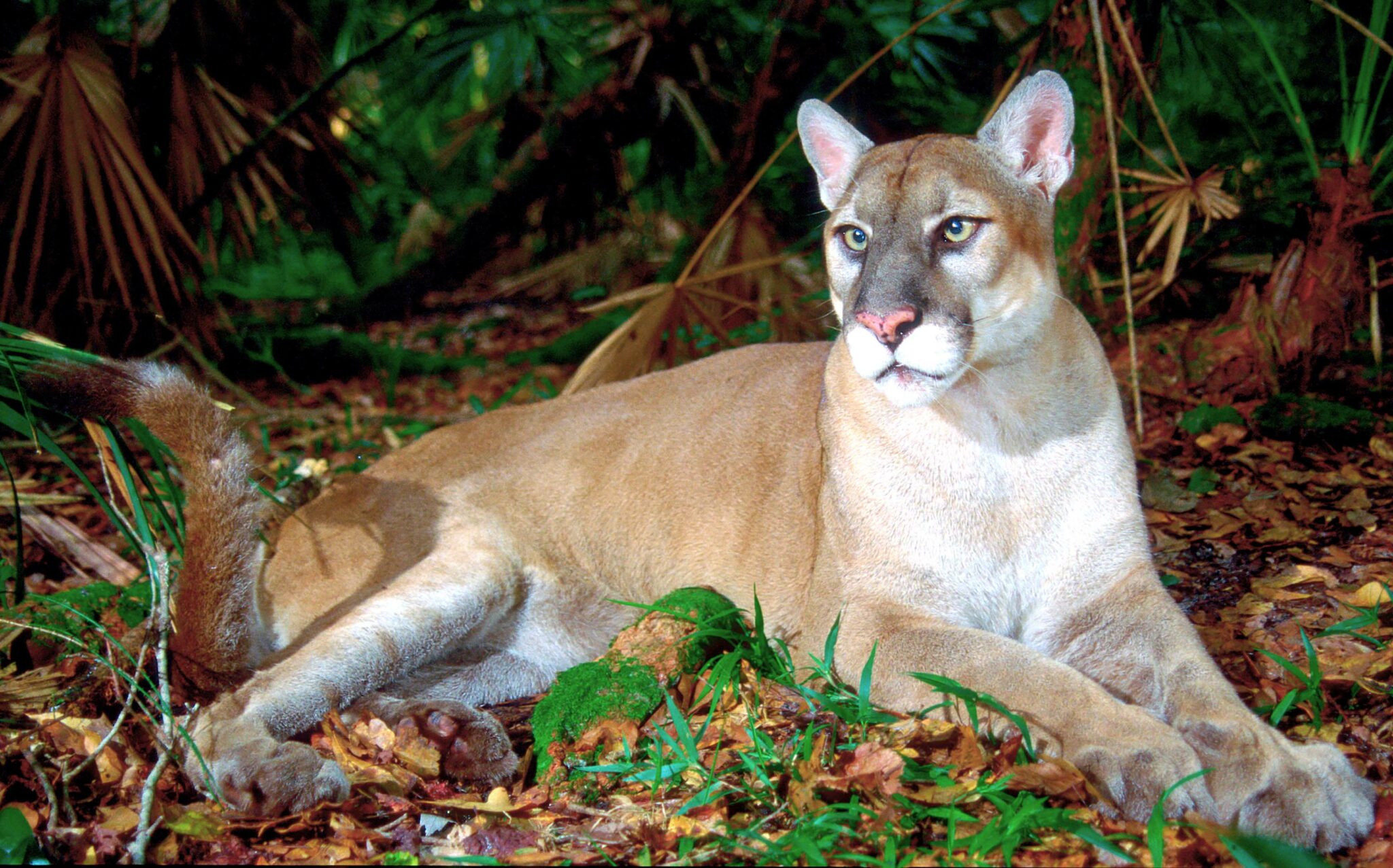 Florida Panther Endangered Species Coalition