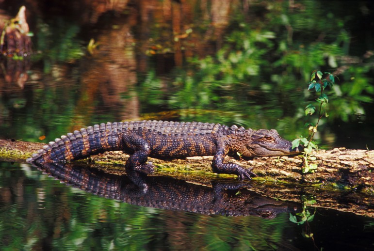 American Alligator Endangered Species Coalition