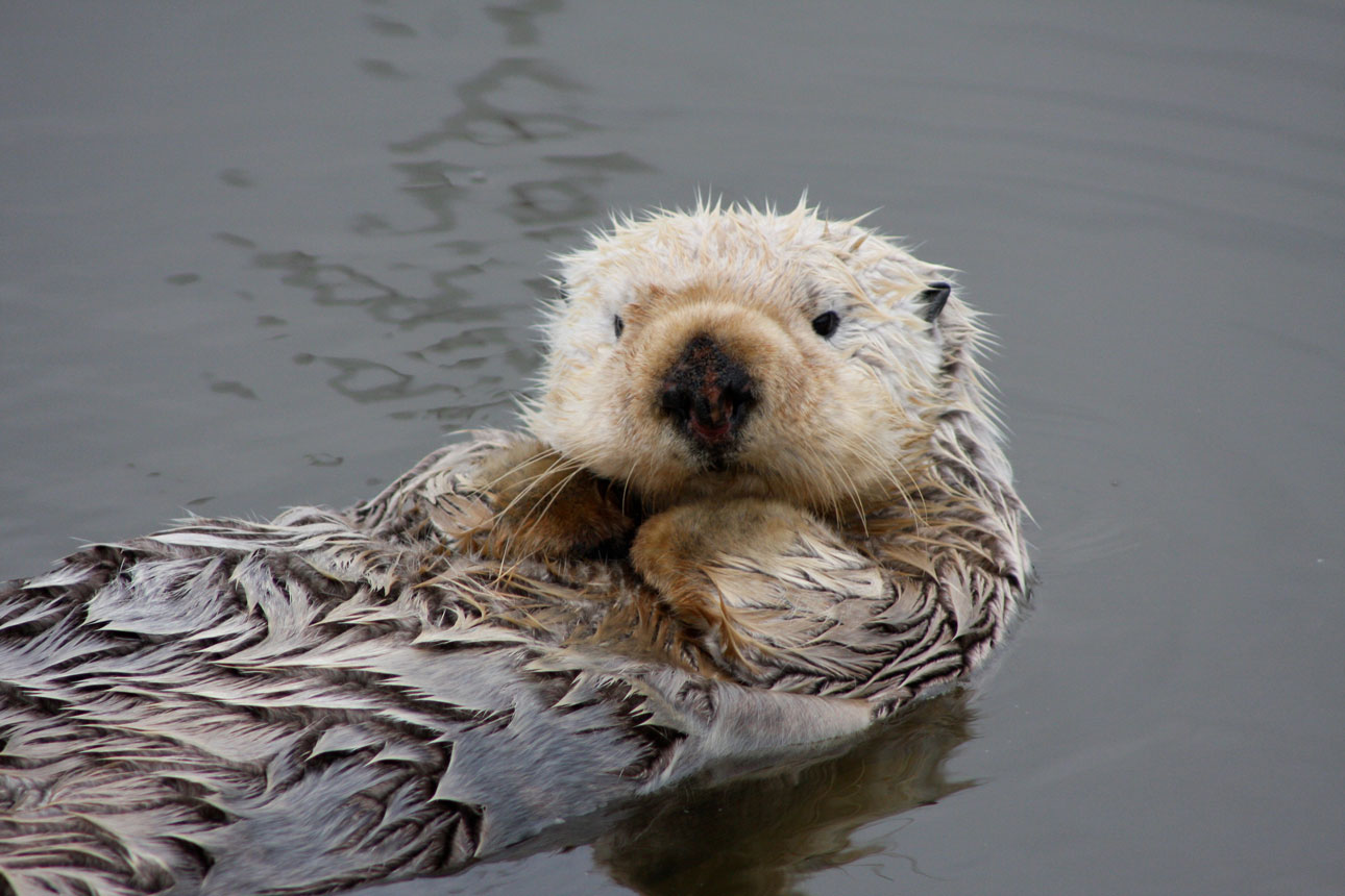 Sea Otter Endangered Species Coalition