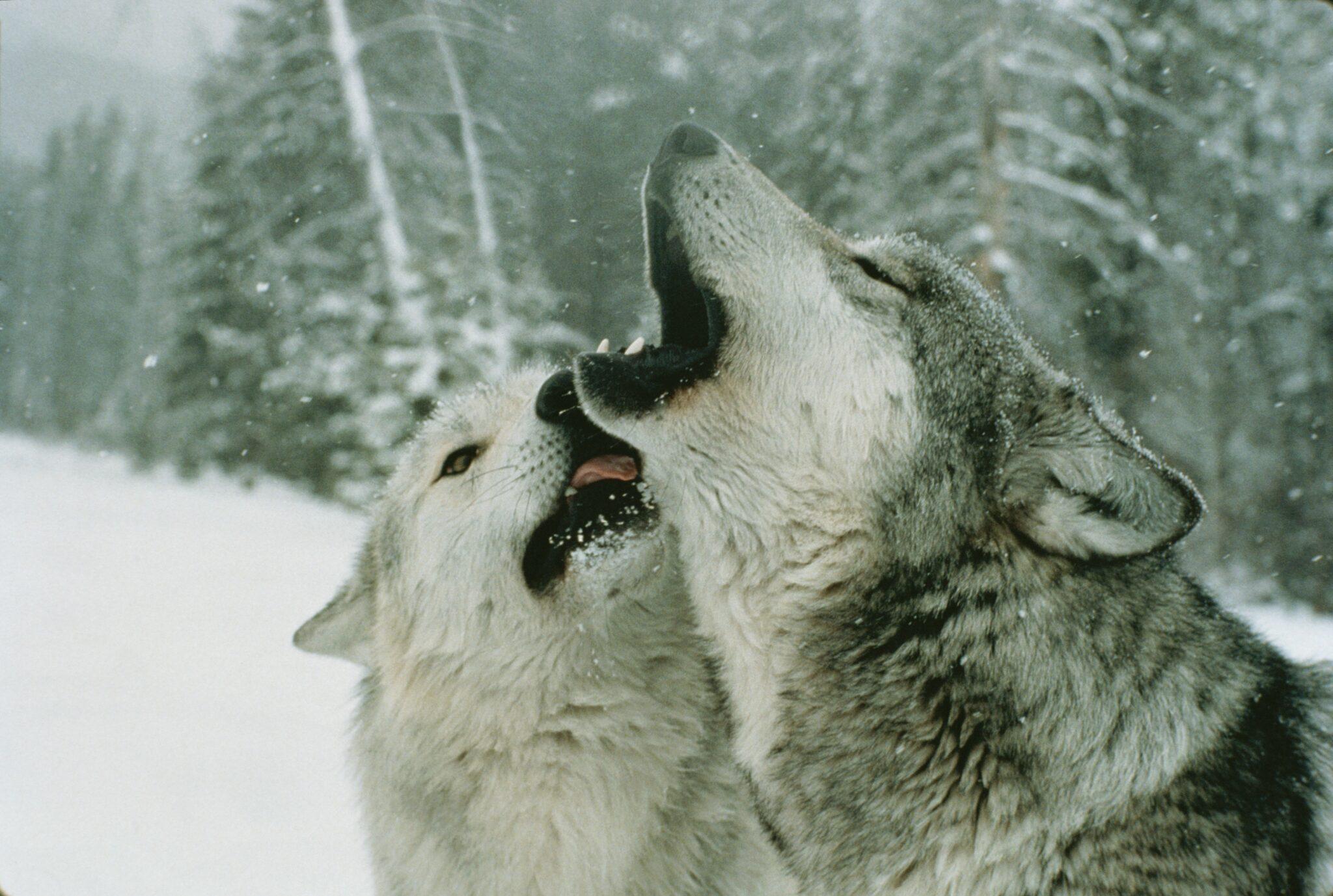 The Wisdom of Wolves | Endangered Species Coalition