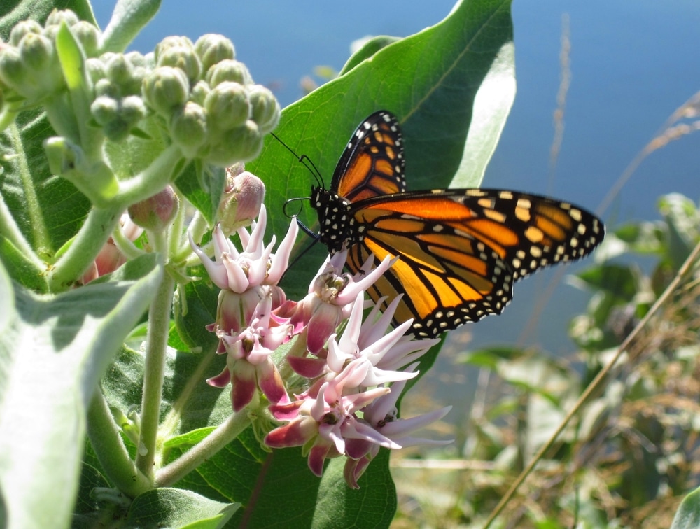 Milkweed is a Life Preserver for Monarchs Endangered
